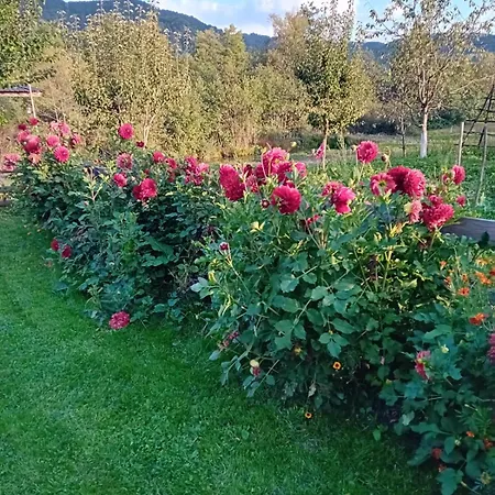 Tatil Evi Baltina Parc Transfagarasan *